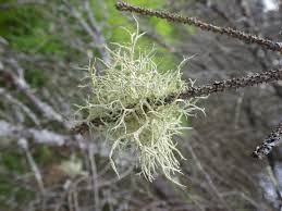 Attēlu rezultāti vaicājumam “Evernia mesomorpha”