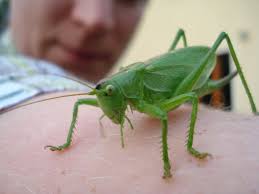 Attēlu rezultāti vaicājumam “Tettigonia cantans”