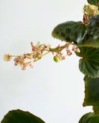 Attēlu rezultāti vaicājumam “Juglans mandshurica female flower”