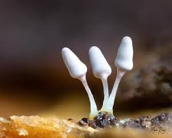 Attēlu rezultāti vaicājumam “Arcyria cinerea young”