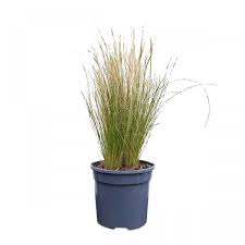 Attēlu rezultāti vaicājumam “Najas tenuissima leaf”