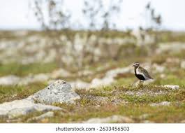 Attēlu rezultāti vaicājumam “Pluvialis apricaria adult”