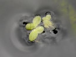 Attēlu rezultāti vaicājumam “Lemna trisulca”