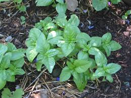 Image result for Ocimum basilicum