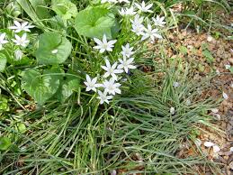 Attēlu rezultāti vaicājumam “Ornithogalum umbellatum flower”