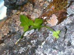 Attēlu rezultāti vaicājumam “Adoxa moschatellina leaf”