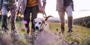 Image result for Bournemouth and Poole Rambling Club