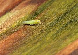 Attēlu rezultāti vaicājumam “Empoasca sp.”