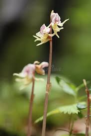 Attēlu rezultāti vaicājumam “Epipogium aphyllum”