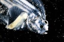 Image result for Pseudopleuronectes americanus