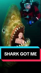 Image result for Ilfracombe Orcas Octopush Club