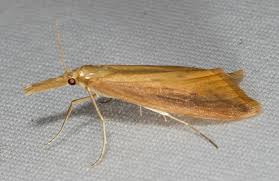 Attēlu rezultāti vaicājumam “Donacaula mucronella”