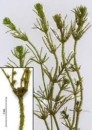 Attēlu rezultāti vaicājumam “Chara polyacantha”