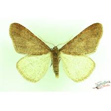 Attēlu rezultāti vaicājumam “Erannis defoliaria imago”