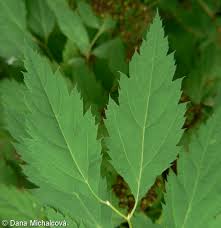 Attēlu rezultāti vaicājumam “Spiraea chamaedryfolia”