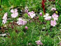 Image result for Steinnelke