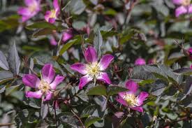 Attēlu rezultāti vaicājumam “Rosa glauca leaf”