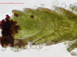 Attēlu rezultāti vaicājumam “Anastrophyllum hellerianum”