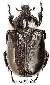 Attēlu rezultāti vaicājumam “Osmoderma barnabita”