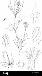 Attēlu rezultāti vaicājumam “Chara tomentosa”