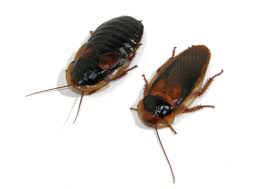 Attēlu rezultāti vaicājumam “Badhamia dubia”