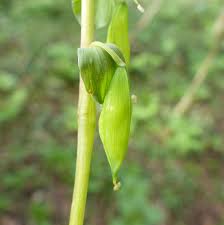Attēlu rezultāti vaicājumam “Corydalis cava fruit”