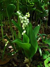 Attēlu rezultāti vaicājumam “Convallaria majalis bud”