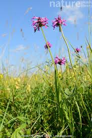 Attēlu rezultāti vaicājumam “Stachys officinalis flower”