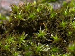 Attēlu rezultāti vaicājumam “Orthotrichum lyellii”