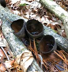 Attēlu rezultāti vaicājumam “Urnula craterium”