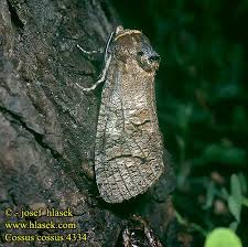 Attēlu rezultāti vaicājumam “Cossus cossus imago”