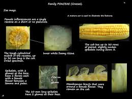 Attēlu rezultāti vaicājumam “Zea mays female flower”