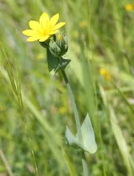 Attēlu rezultāti vaicājumam “Gentianaceae”