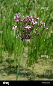 Attēlu rezultāti vaicājumam “Butomaceae”