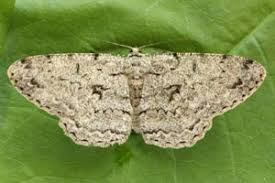 Attēlu rezultāti vaicājumam “Hypomecis roboraria”