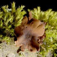 Attēlu rezultāti vaicājumam “Encoelia furfuracea”