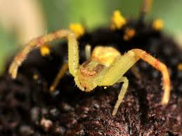 Attēlu rezultāti vaicājumam “Thomisidae”