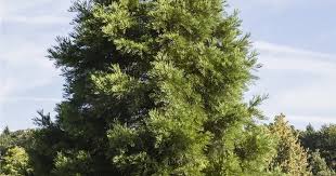 Image result for Mammutbaum