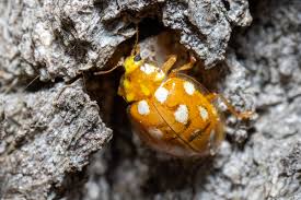 Attēlu rezultāti vaicājumam “Halyzia sedecimguttata”