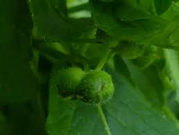 Attēlu rezultāti vaicājumam “Mercurialis perennis bud”