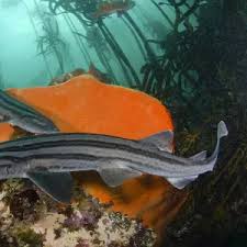 Image result for Poroderma africanum