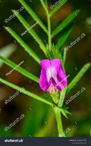 Attēlu rezultāti vaicājumam “Vicia angustifolia”
