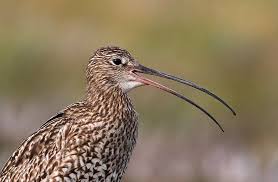 Attēlu rezultāti vaicājumam “Numenius arquata adult”