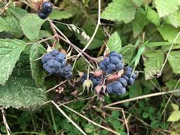 Attēlu rezultāti vaicājumam “Rubus caesius”