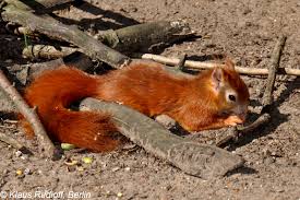 Attēlu rezultāti vaicājumam “Sciurus vulgaris”