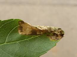 Attēlu rezultāti vaicājumam “Gracillaria syringella imago”