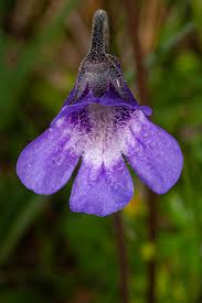 Attēlu rezultāti vaicājumam “Pinguicula vulgaris fruit”