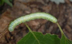 Attēlu rezultāti vaicājumam “Leucodonta bicoloria”