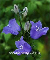 Attēlu rezultāti vaicājumam “Campanulaceae”