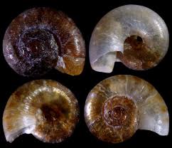 Attēlu rezultāti vaicājumam “Planorbis planorbis”